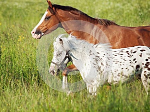 Welsh pony and mini Appaloosa running in the field