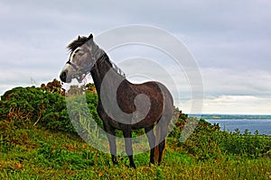 Welsh Pony near Cliffs of Moher Hags Head Ireland photo
