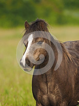 Welsh Pony photo