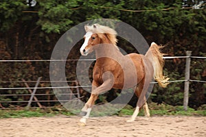 Welsh pony stallion chestnut with blond hair