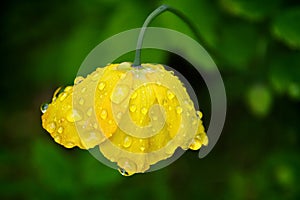 Welsh Poppy In The English Rain 2