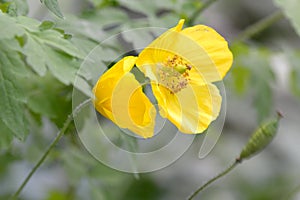Welsh poppy (Meconopsis cambrica)
