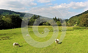 An Welsh Rural Landscape with Grazing Sheep