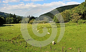 An Welsh Rural Landscape with Grazing Sheep