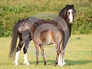 Welsh Mare and Foal