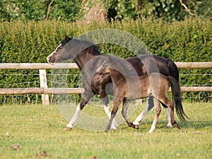 Welsh Mare and Foal