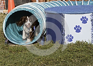 Welsh Springer Spaniel