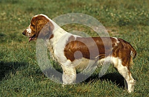 WELSH SPRINGER SPANIEL, ADULT photo