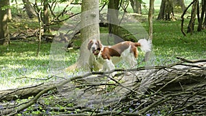 Welsh Springer Spaniel Climbing a Tree