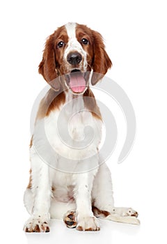 Welsh springer spaniel dog