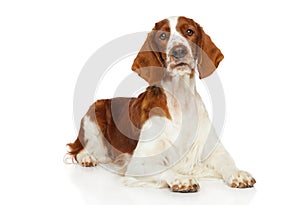 Welsh Springer Spaniel dog on a white background