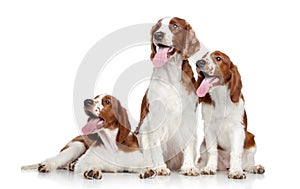 Welsh springer spaniel dogs on white background