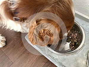 Welsh Springer Spaniel eating dogfood