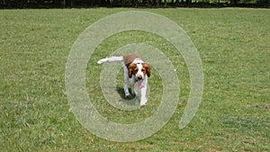 Welsh Springer Spaniel enjoying the meadow on a beautiful summers day