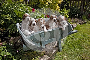 Welsh Springer Spaniel Puppies photo