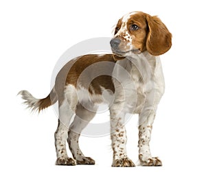 Welsh Springer Spaniel standing