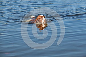 Welsh Springer Spaniel swims in a pond