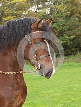 Welsh Stallion Headshot