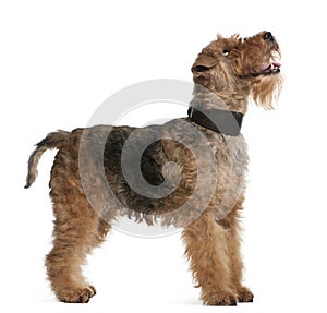 Welsh Terrier, 7 years old, standing photo