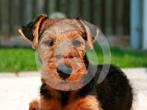 Welsh Terrier Asta photo