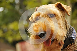 Welsh Terrier Canine