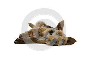 Welsh terrier dog is lying on white background