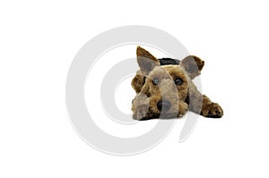 Welsh terrier dog is lying on white background