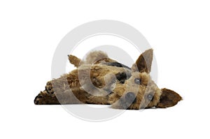 Welsh terrier dog is lying on white background photo