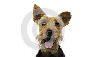 Welsh terrier dog is smiling on white background