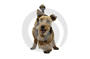 Welsh terrier dog is standing with crossed legs  on white background photo