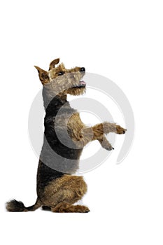 Welsh terrier dog is standing in a pose on white background photo