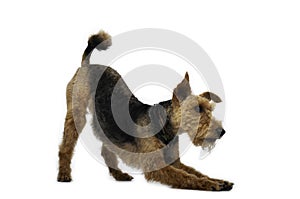 Welsh terrier dog is standing in a pose on white background photo
