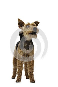 Welsh terrier dog is standing on white background