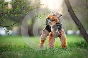 Welsh terrier outdoors photo