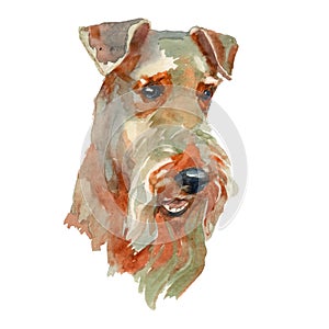 Welsh terrier portrait