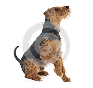 Welsh terrier in studio