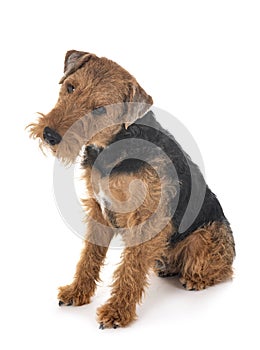 Welsh terrier in studio