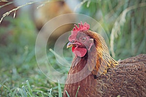 Welsummer Hen laying in the grass