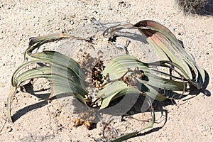 Welwitchia Plant in Desert, Namibia, Africa