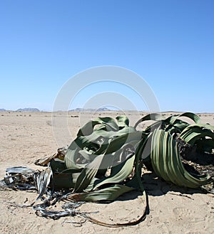 Welwitchia plant, Namibia