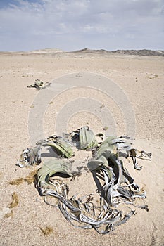 Welwitschia