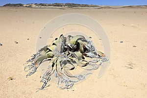 Welwitschia in the desert