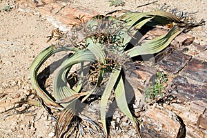 Welwitschia mirabilis