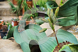 Welwitschia mirabilis the african ancient tree decorated in the tropical garden. It is a tree in the desert, very long life