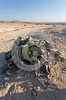 Welwitschia mirabilis, Amazing desert plant