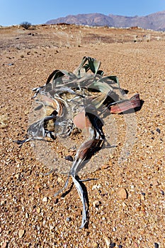 Welwitschia mirabilis, Amazing desert plant, living fossil