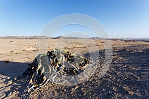 Welwitschia mirabilis, Amazing desert plant, living fossil