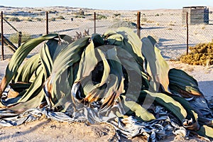 Welwitschia mirabilis, Amazing desert plant, living fossil