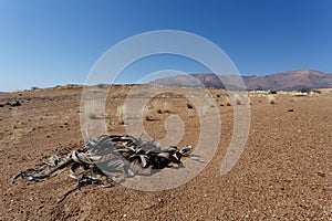 Welwitschia mirabilis, Amazing desert plant, living fossil