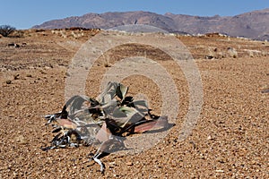 Welwitschia mirabilis, Amazing desert plant, living fossil